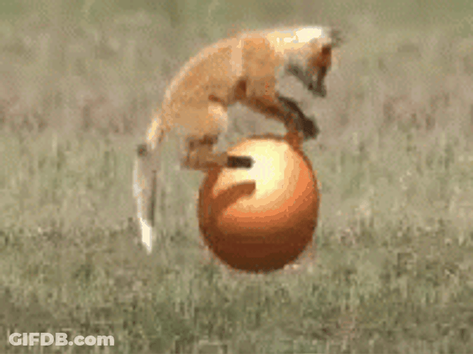 Fox Bouncing Ball GIF