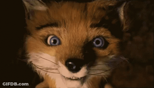 Fox Close Up Big Blue Eyes GIF