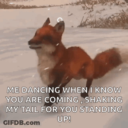 Fox Dancing In Snow When You Come GIF
