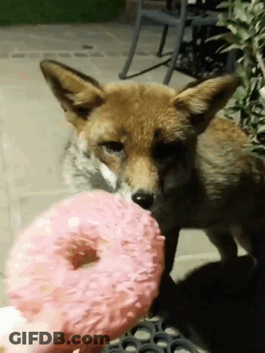 Fox Eating Pink Donut Outside GIF