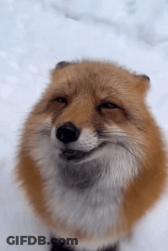 Fox Face In Snow With Eyes Closed GIF