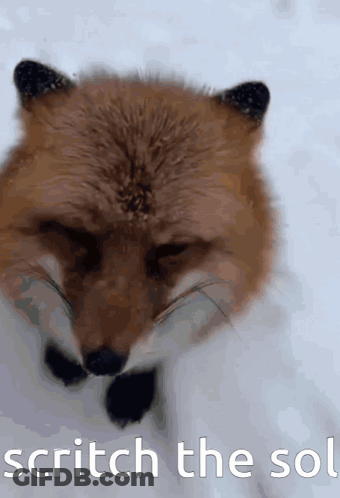 Fox Face Scratch The Sol GIF