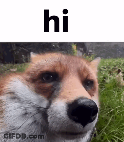 Fox Face With Hi GIF