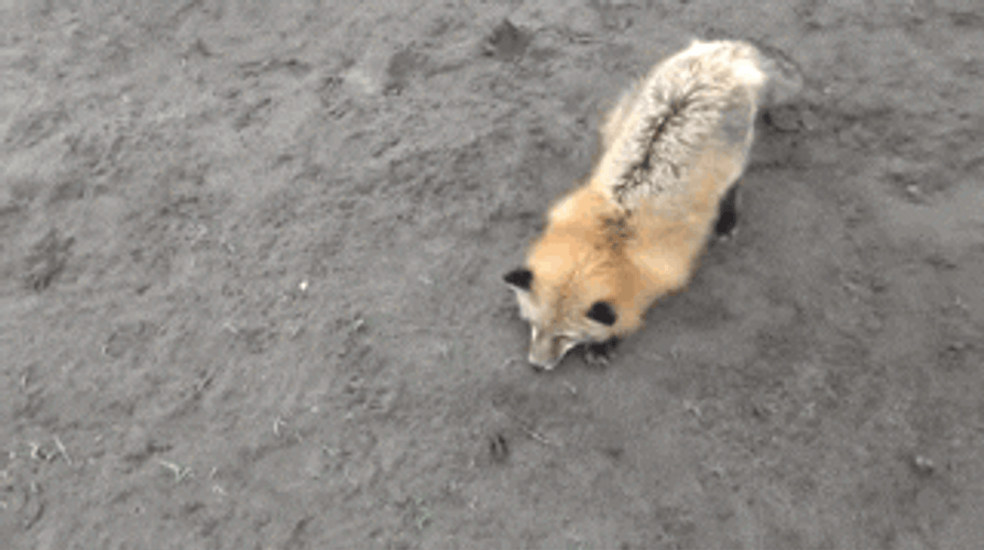 Fox Fighting A Cockroach GIF