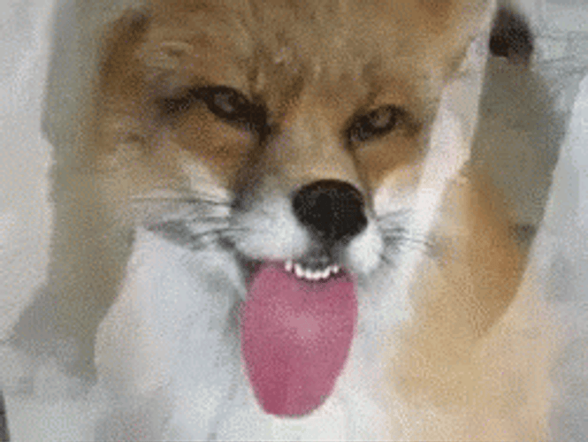 Fox Funny Tongue Out GIF