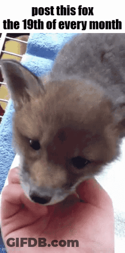 Fox Held In Hand Post This Fox The 19Th Of Every Month GIF