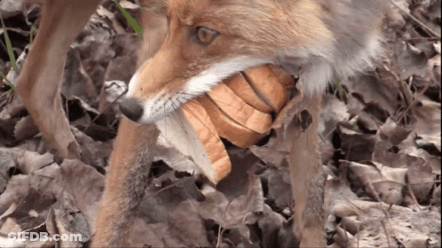 Fox Holding Bread In Mouth GIF