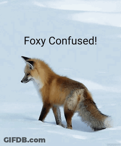 Fox In Snow Foxy Confused GIF