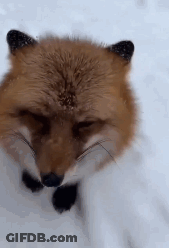 Fox In Snow With Eyes Closed GIF