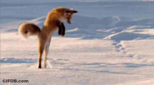 Fox Jumping In Snow GIF