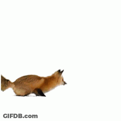 Fox Jumping GIF