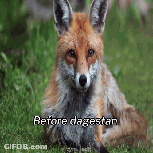 Fox Laying In Grass Before Dagestan GIF