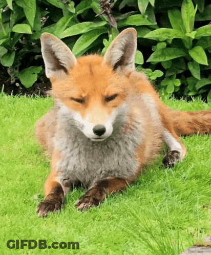 Fox Lying In Grass With Eyes Closed GIF