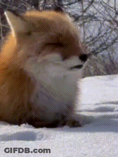 Fox Lying In Snow With Eyes Closed GIF