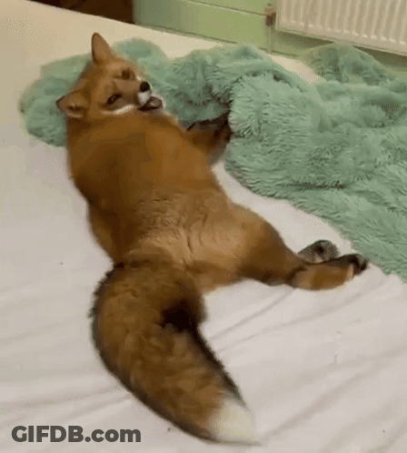 Fox Lying On Bed With Blue Blanket GIF