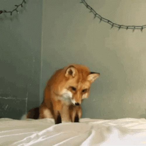 Fox Panic Jump GIF