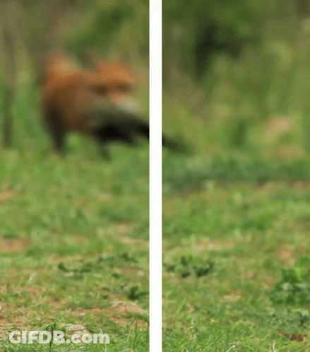 Fox Running Across Grassy Field GIF