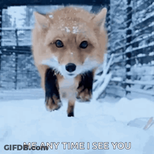 Fox Running In Snow Me Any Time I See You GIF