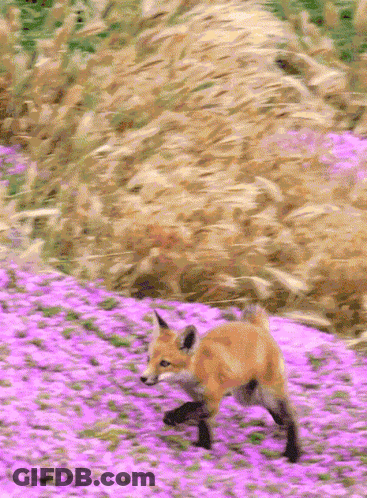Fox Running Through Purple Flowers GIF