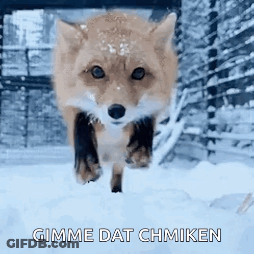 Fox Running Through Snow Gimme Dat Chmiken GIF