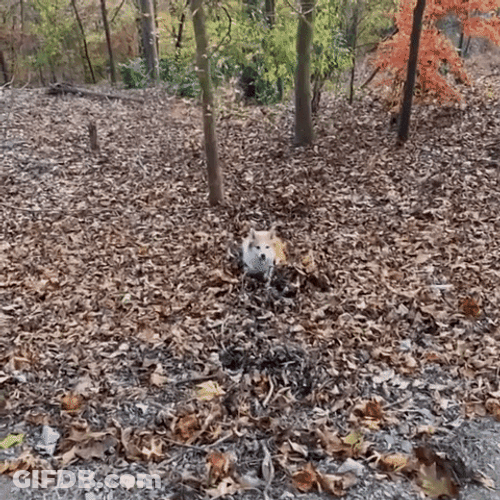 Fox Runs Through Fall Leaf GIF