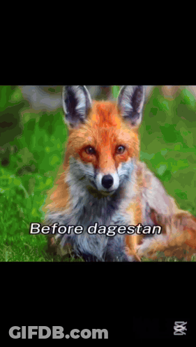 Fox Saying Before Dagestan GIF