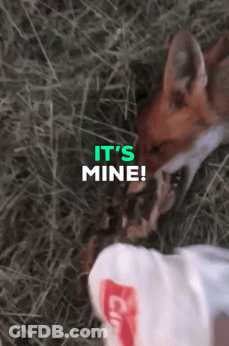 Fox Saying Its Mine GIF