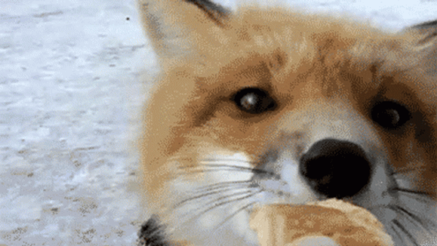 Fox Seriously Eating GIF