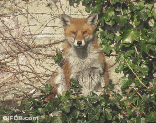 Fox Sitting In Bush With Ivy GIF