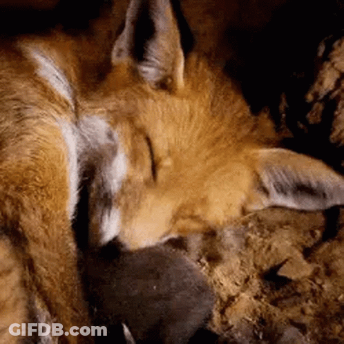 Fox Sleeping On Rock GIF