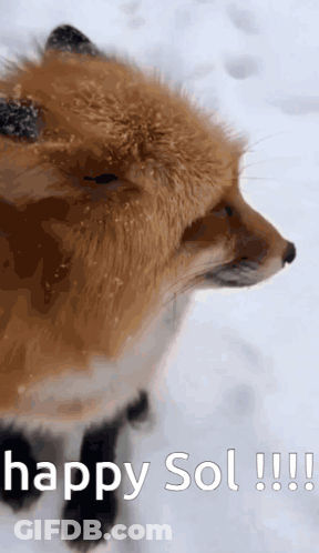 Fox Standing In Snow Happy Sol GIF
