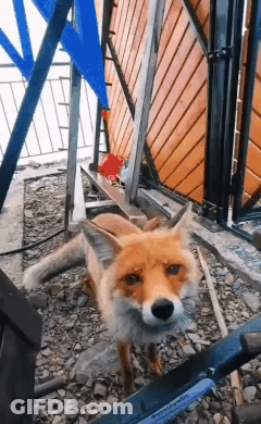 Fox Standing Next To Stainless Steel Tool GIF