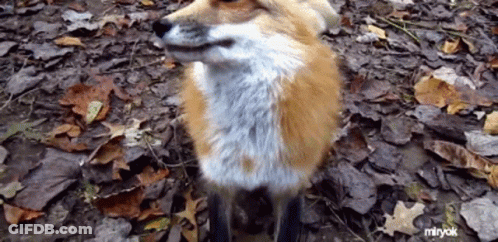 Fox Standing On Leaves GIF