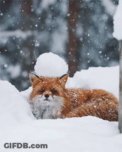 Fox With Snowball Lying In Snow GIF