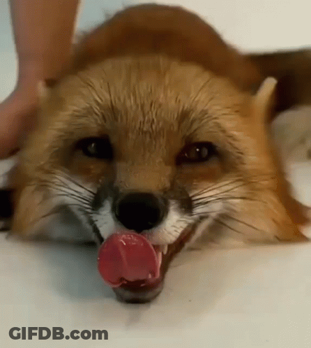 Fox With Tongue Hanging Out GIF