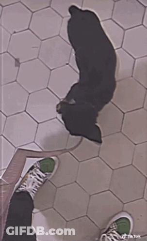 Fox With White Cloth Covering Head GIF