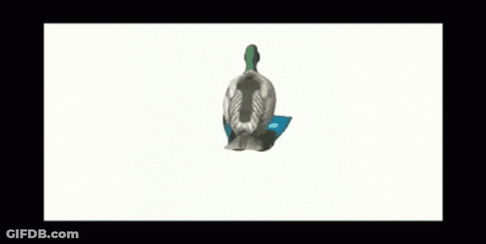 Frame Duck Spinning GIF