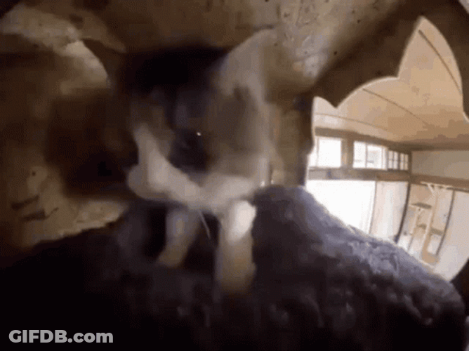 Frantic Cat Making Biscuits Meme GIF