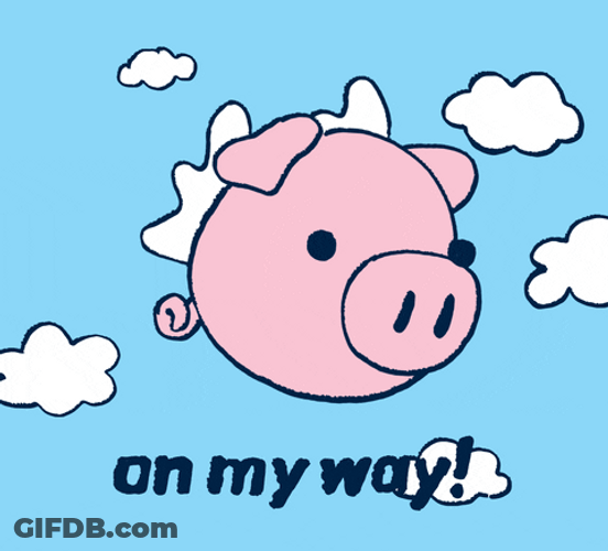 Frantic Pig Flies On My Way GIF