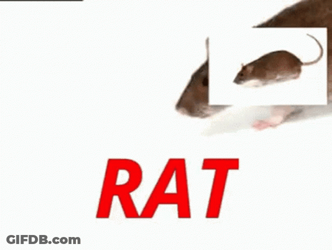 Frantically Spinning Rats Animation GIF