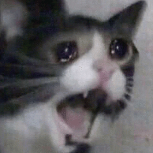 Freaked Out Cat Crying Funny Meme GIF
