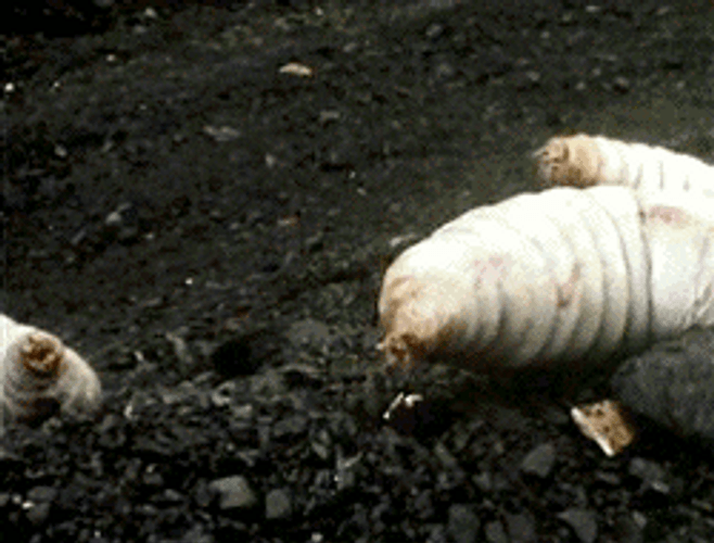 Freaky Maggots Doctor Who Scene GIF