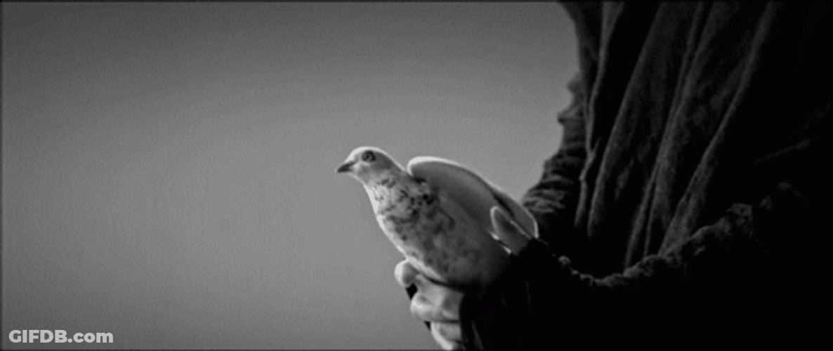 Freed Bird Flying GIF