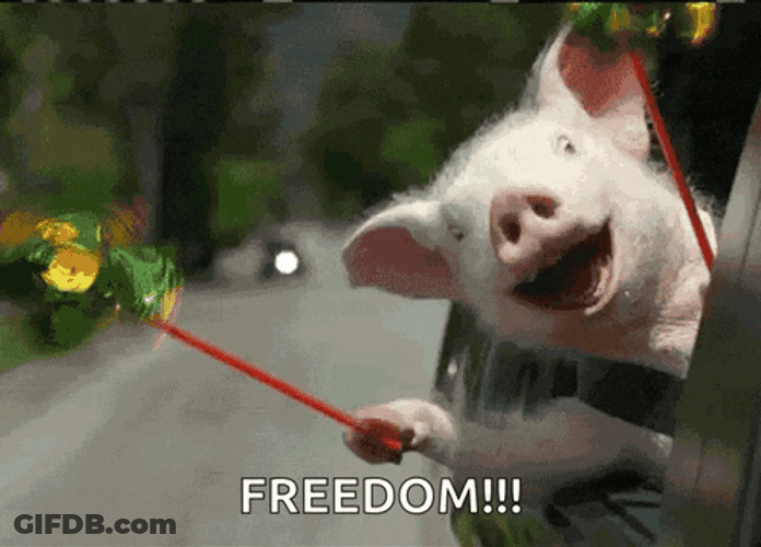 Freedom Roadtrip GIF