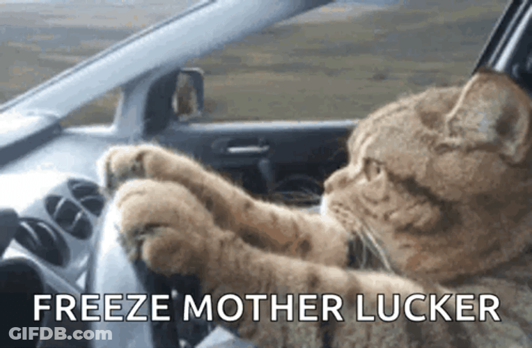Freeze Mother Lucker Cat Serious Driving GIF