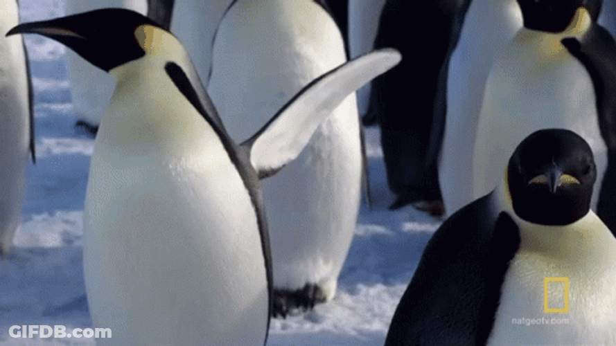 Freeze Penguin Shaking And Trembling GIF