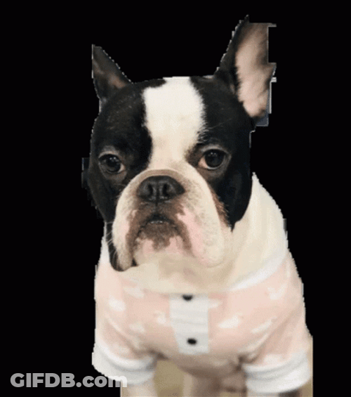 French Bulldog Angry Triggered GIF