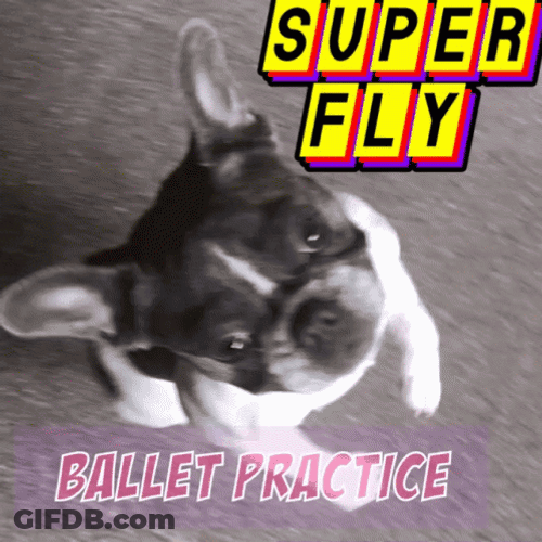 French Bulldog Ballet Practice GIF