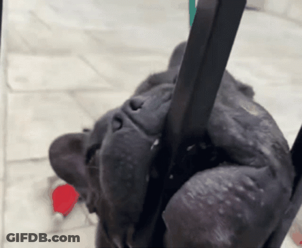 French Bulldog Biting Metal GIF