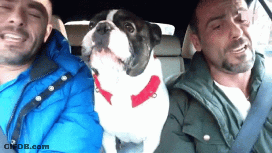 French Bulldog Car Ride Driving GIF